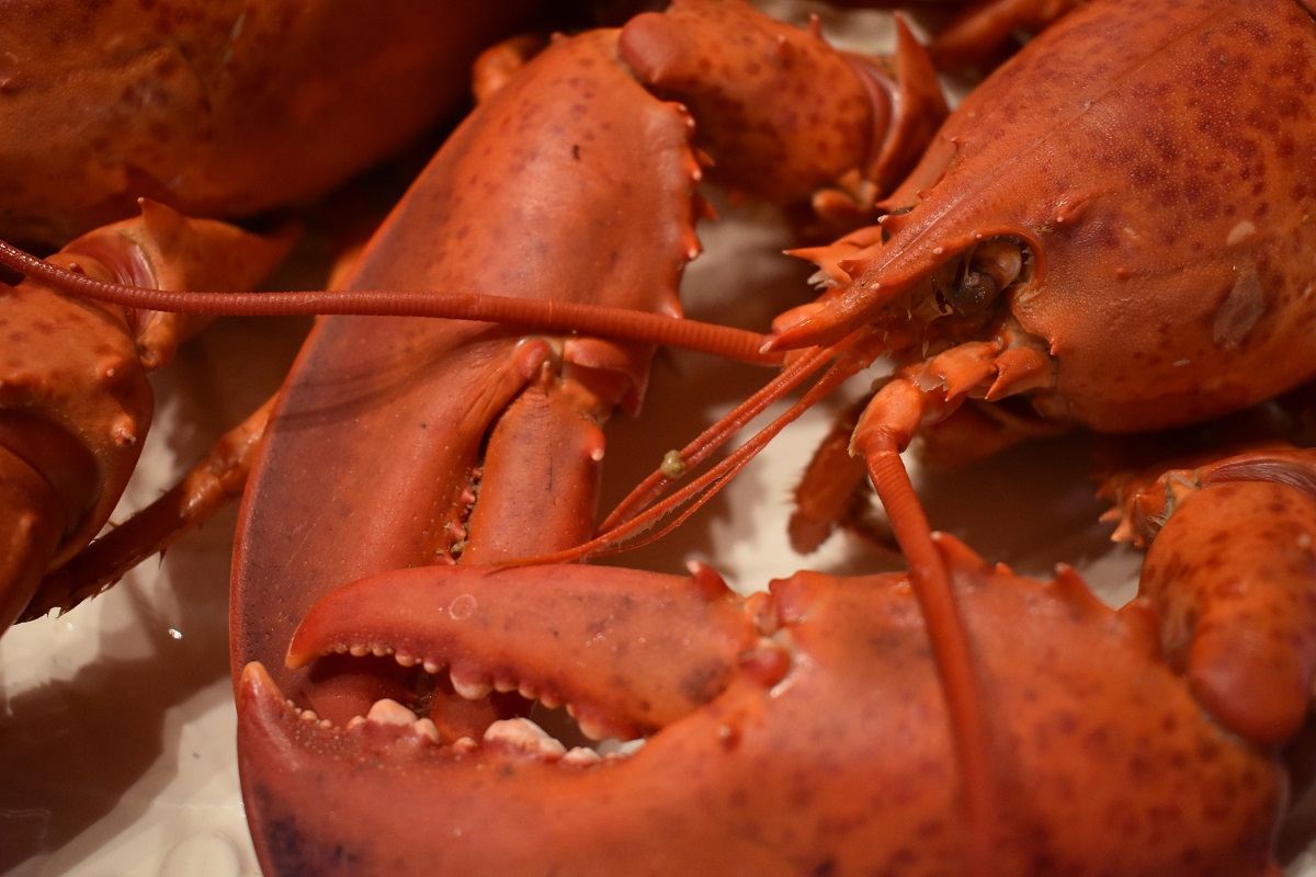Lobster from Newfoundland and Labrador