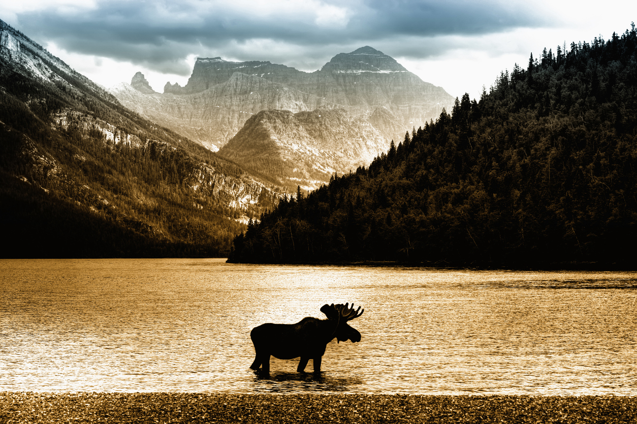 A moose stands in Waterton Lake