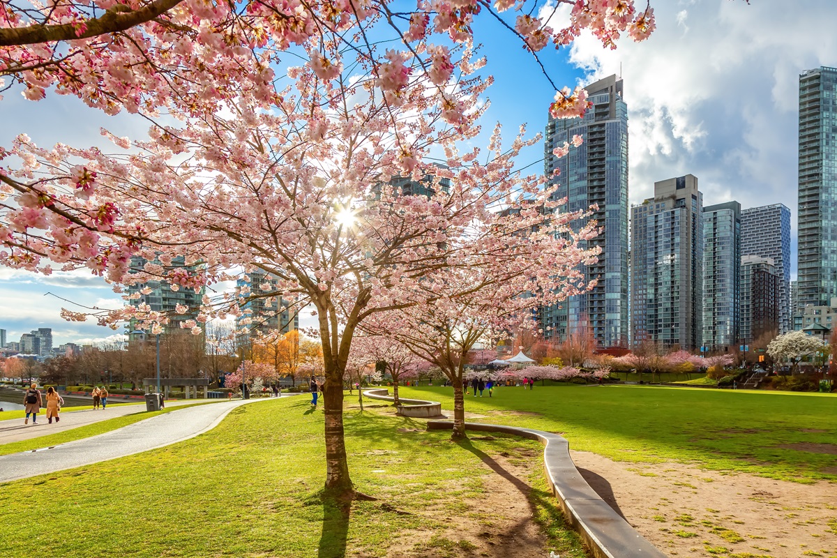 Cherry blossom trees in downtown Vancouver