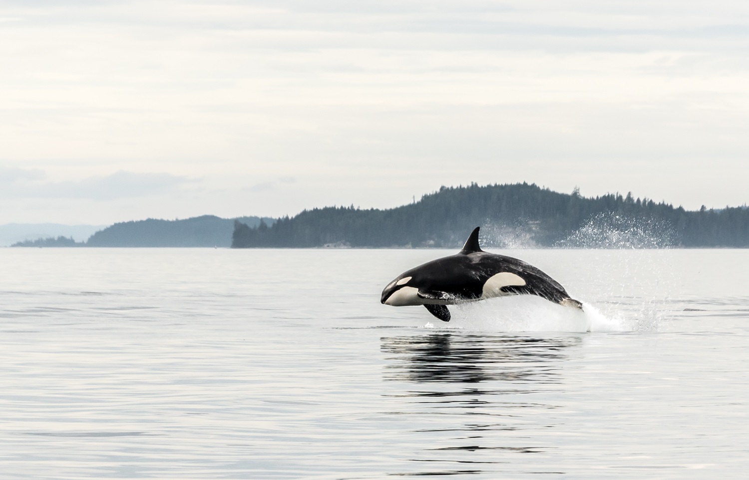 An orca jumping