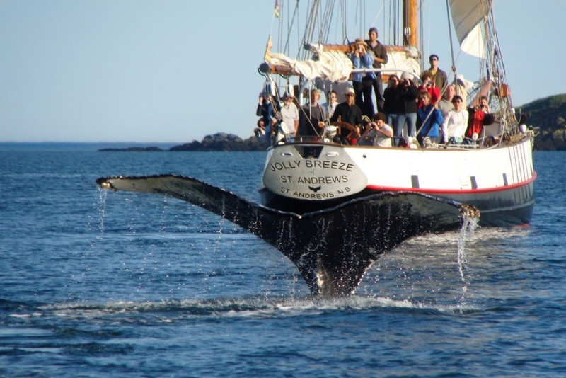 A whale's tail emerges from the water in front of the 