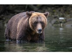 A brown bear submerged in water