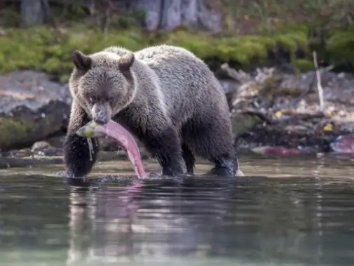 Grizzly-with-Sockeye.jpg