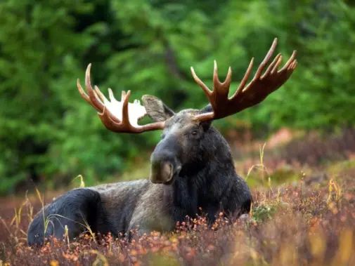 Moose-in-Canada.jpg