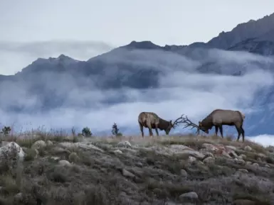 Elk_Journey_Through_The_Clouds_Photocredit_Rocky_Mountaineer