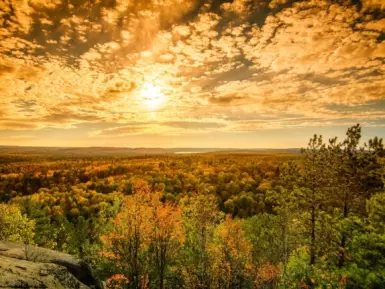 Sunlight Over the Treetops in an Autumn Forest - Golden