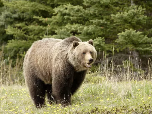 istock-144323922_grizzly_bear_jasper_national_park_alberta.jpg