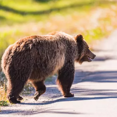 Canada Wildlife Holidays