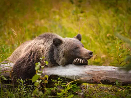 istock-626194278_grizzly_bear_banff_national_park_alberta.jpg