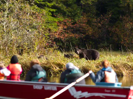 From Great Bear Lodge obseve bears from canoes in a natural setting natural, with dense foliage in the background.