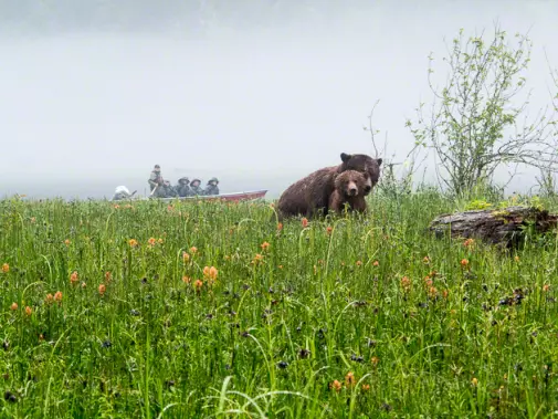 Observing by boat, brown bears in a  lush green meadow