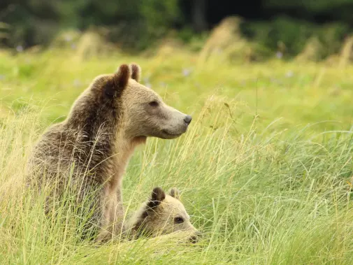 A brown bear and her cub sitting peacefully among tall green grass near Knight Inlet Lodge.