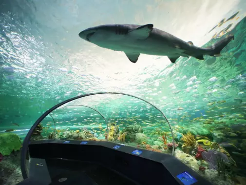 ripleys-aquarium-of-canada-underwater-tunnel-shark_attractions_image-large.jpg