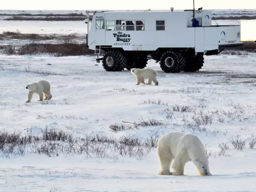 great-white-bear-tours_0533_credit-travel-manitoba.JPG