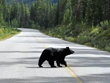 black bear crossing a road