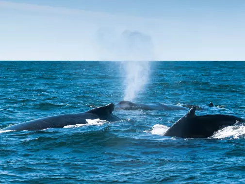 website-banner-three-humpback-whales-megaptera-novaeangliae-grand-manan-new-brunswick-canada---856400798.jpg